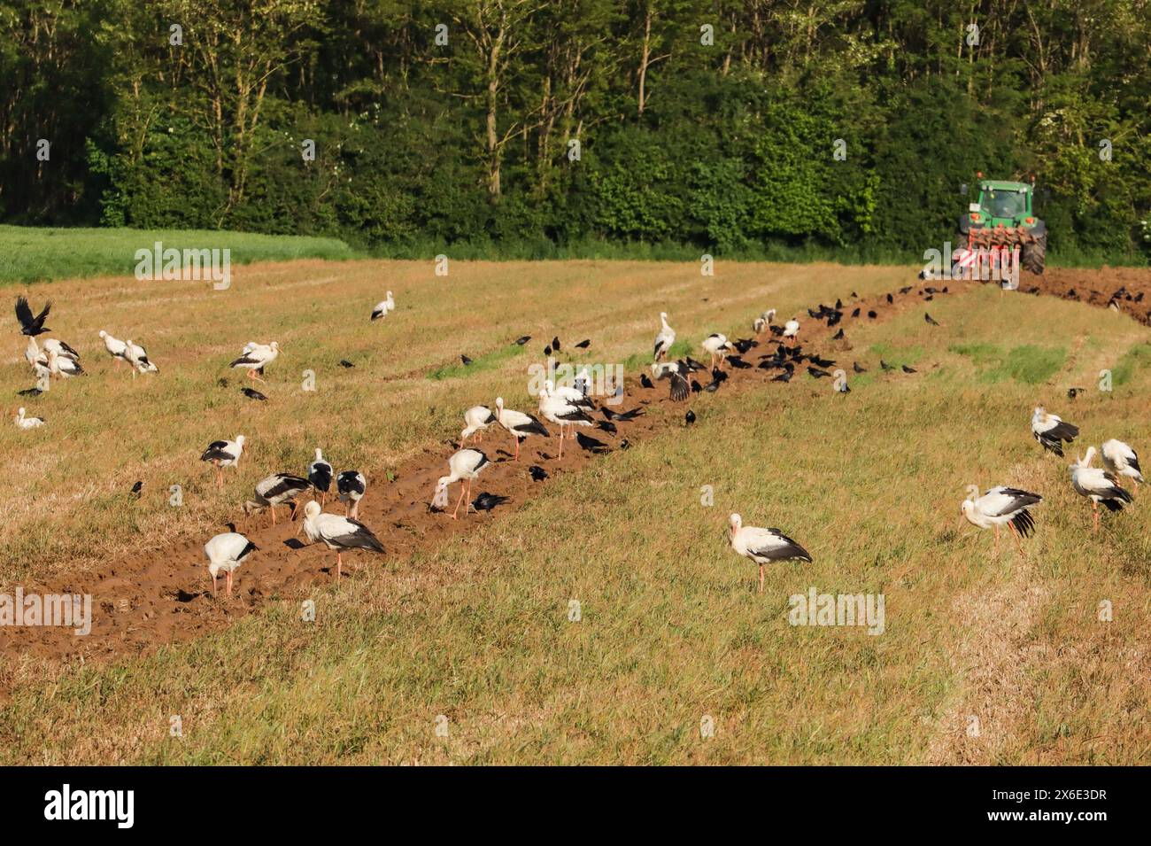 White storks and rooks benefit from plowing the field, France Stock ...
