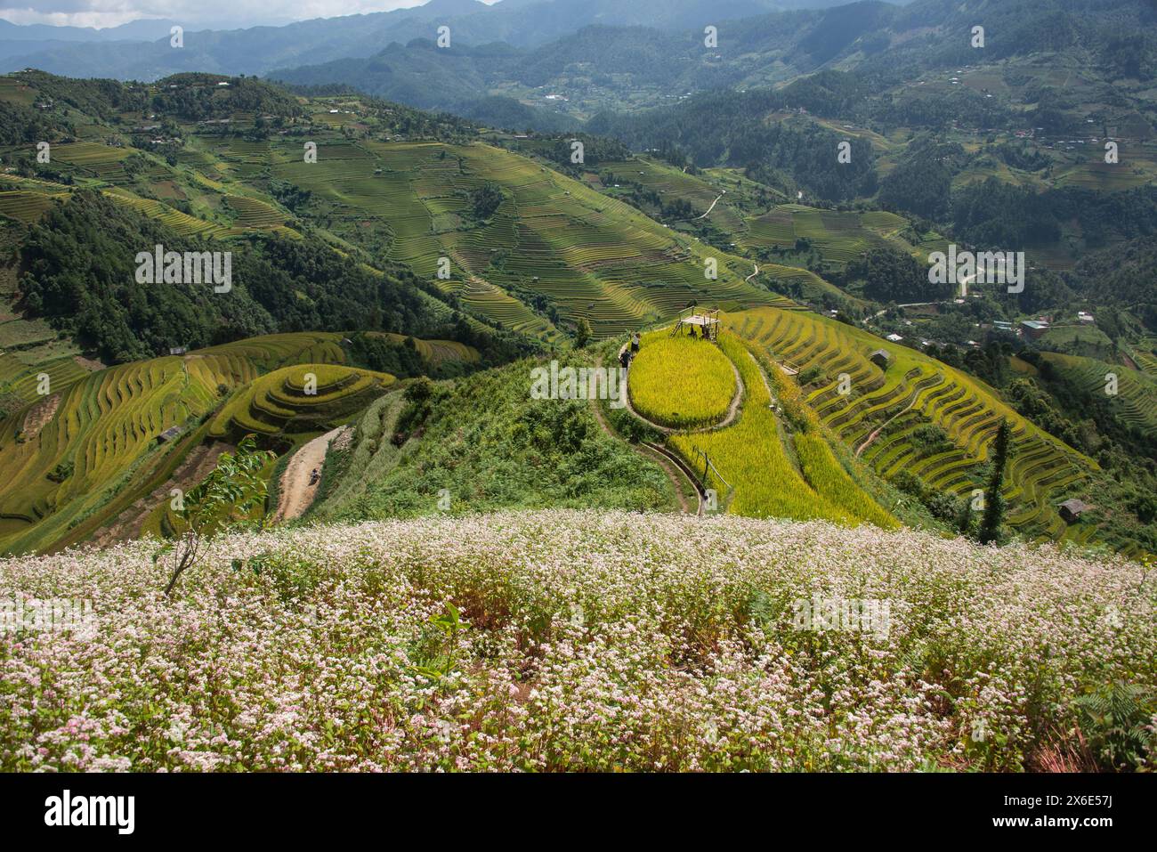 Overlooking amazing rice terraces hi-res stock photography and images ...