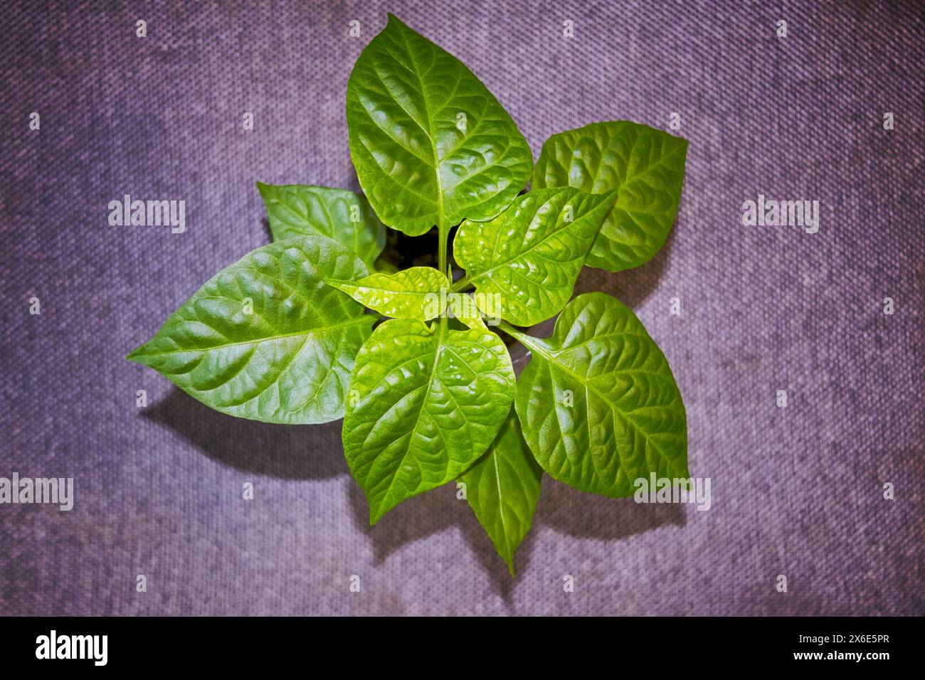 Sprout of Habanero Chili Pepper Plant Grown from Seed. Pepper Sprout. Homegrown organic plant. Stock Photo