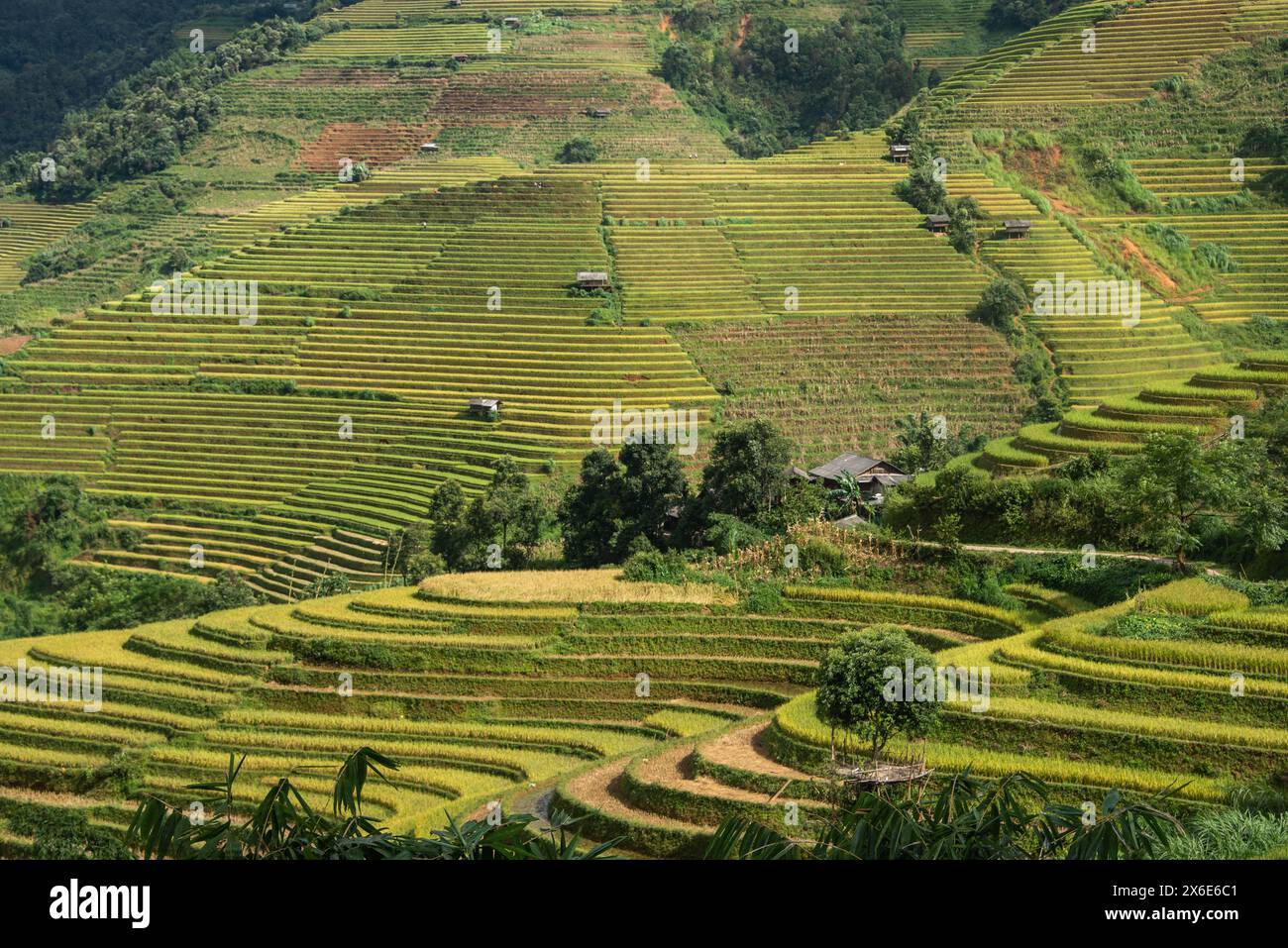 The beautiful rice terraces of Mu Cang Chai, Yen Bai, Vietnam Stock ...