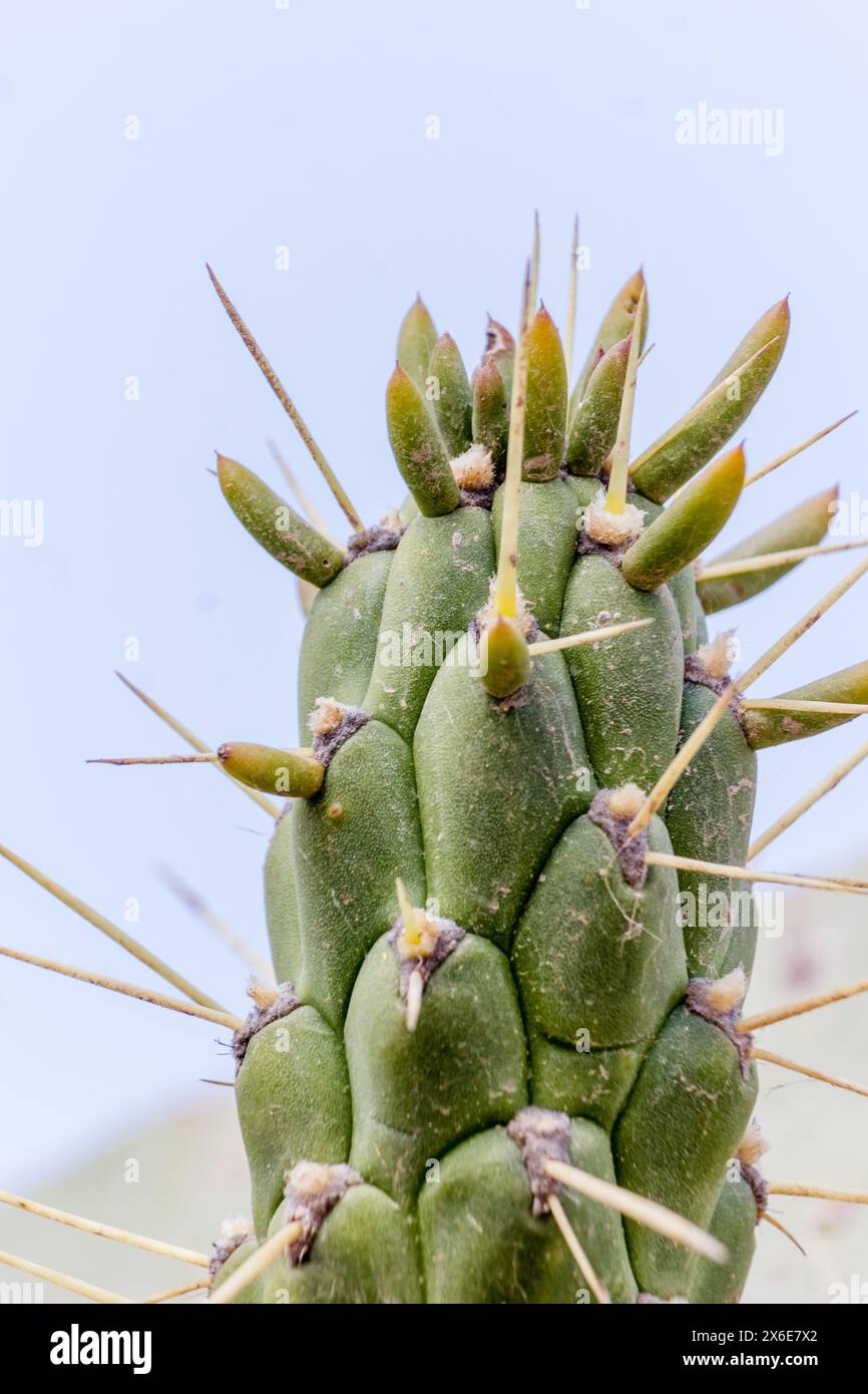 a wild cactus plant branch Stock Photo