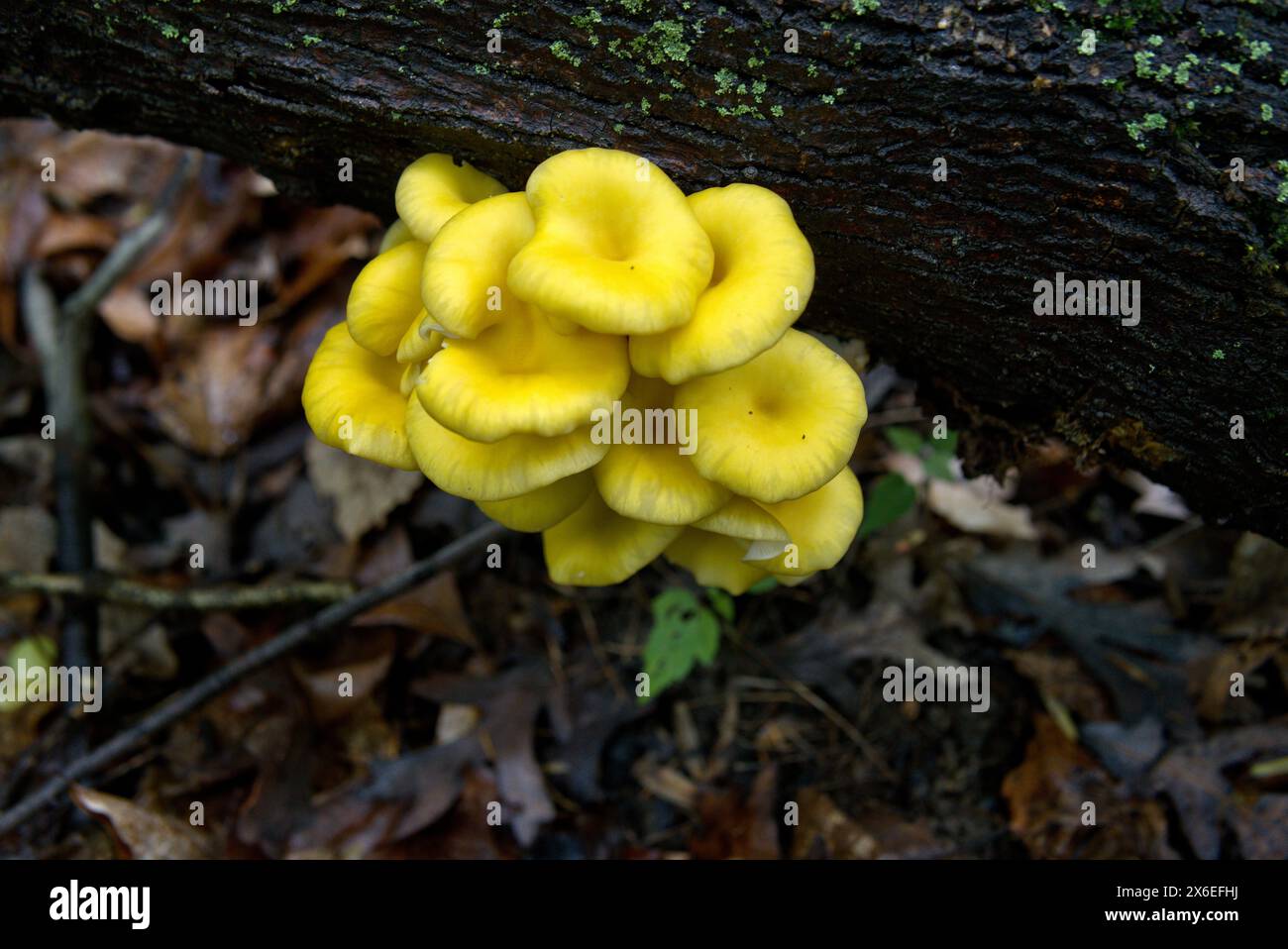 Yellow pluteus mushrooms in Pennsylvania Stock Photo