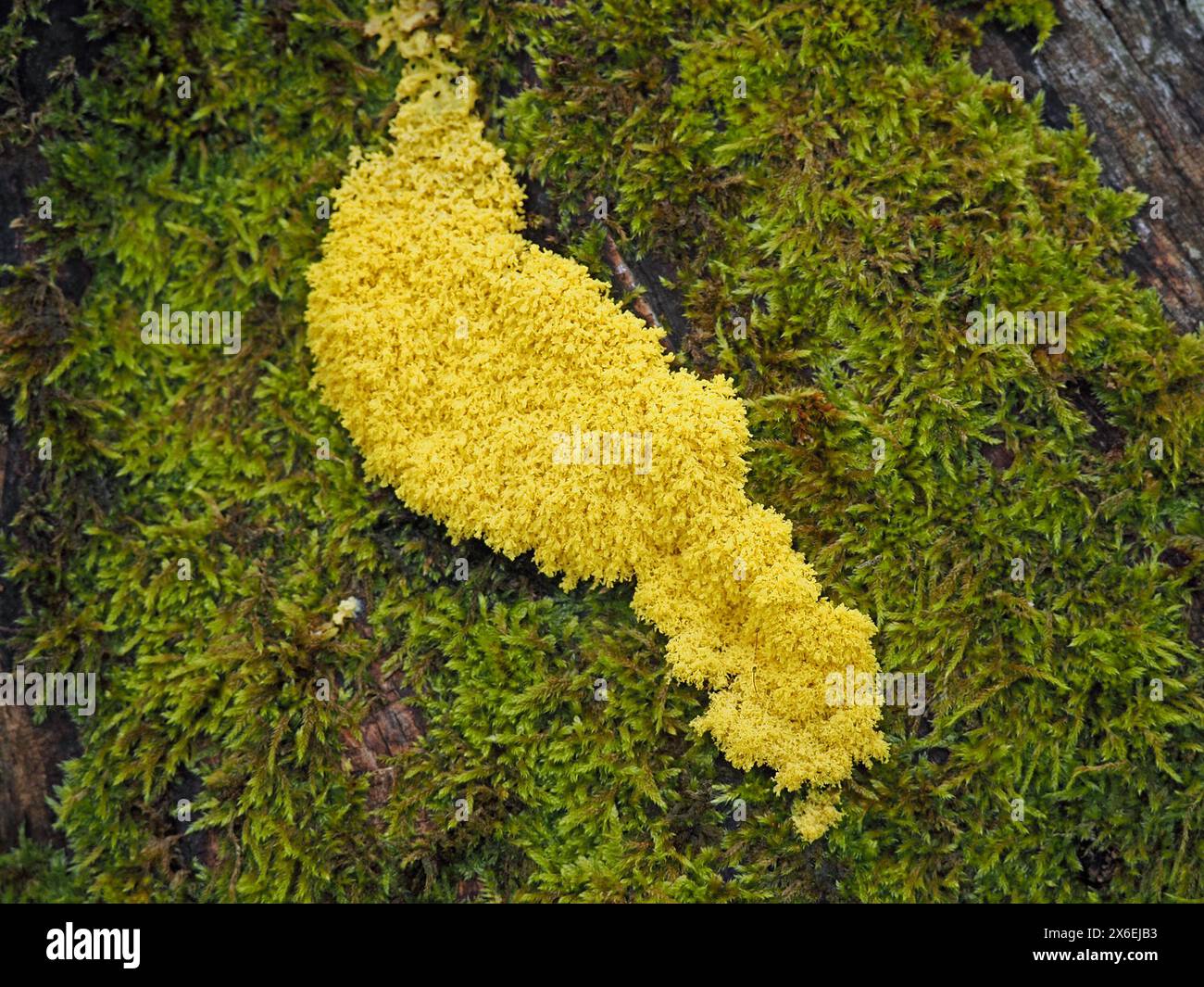 Yellow Slime Mould or Dog vomit slime mould (Fuligo septica) feeding stage of an Amoebozoa plasmodium that recycles plant debris, on mossy fallen wood Stock Photo