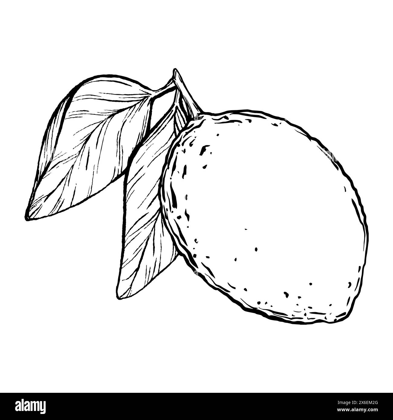 Vector juicy Lemon. Exotic plants design template. Graphic botanical illustration Citrus fruit in line art style, sketch, chalkboard style. Isolated o Stock Vector