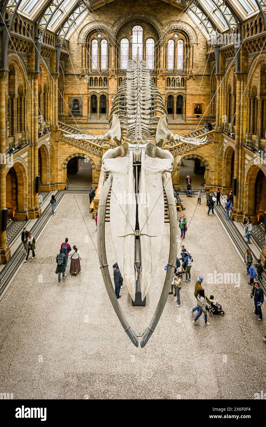 Featured exhibit at Natural History Museum