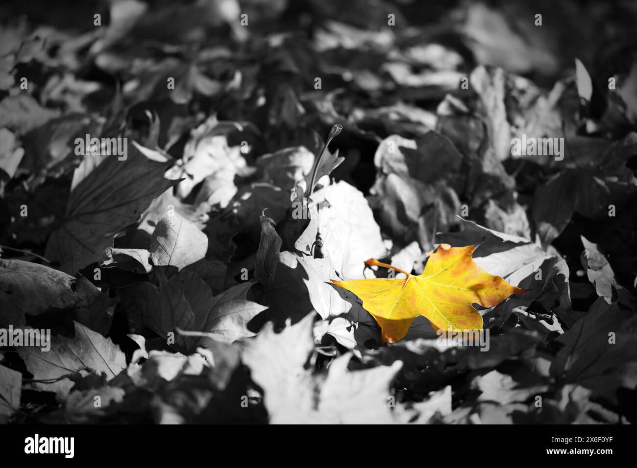 A single golden leaf isolated and in focus among a pile of black and white fallen autumn or fall leaves. A nostalgic or romantic concept for seasons Stock Photo