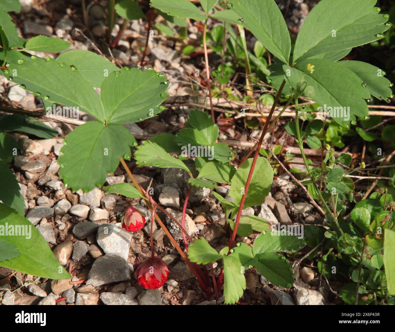 Wild Strawberry (Fragaria virginiana) with raindrops in Big Snowy Mountains, Montana Stock Photo