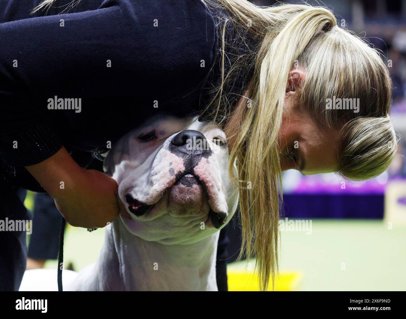 New York, United States. 14th May, 2024. Alpha the Dogo Argentino waits to compete with other dogs in the Working Group at the 148th Annual Westminster Kennel Club Dog Show presented by Purina Pro Plan at the USTA Billie Jean King National Tennis Center on Tuesday, May 14, 2024 in New York City. Photo by John Angelillo/UPI Credit: UPI/Alamy Live News Stock Photo