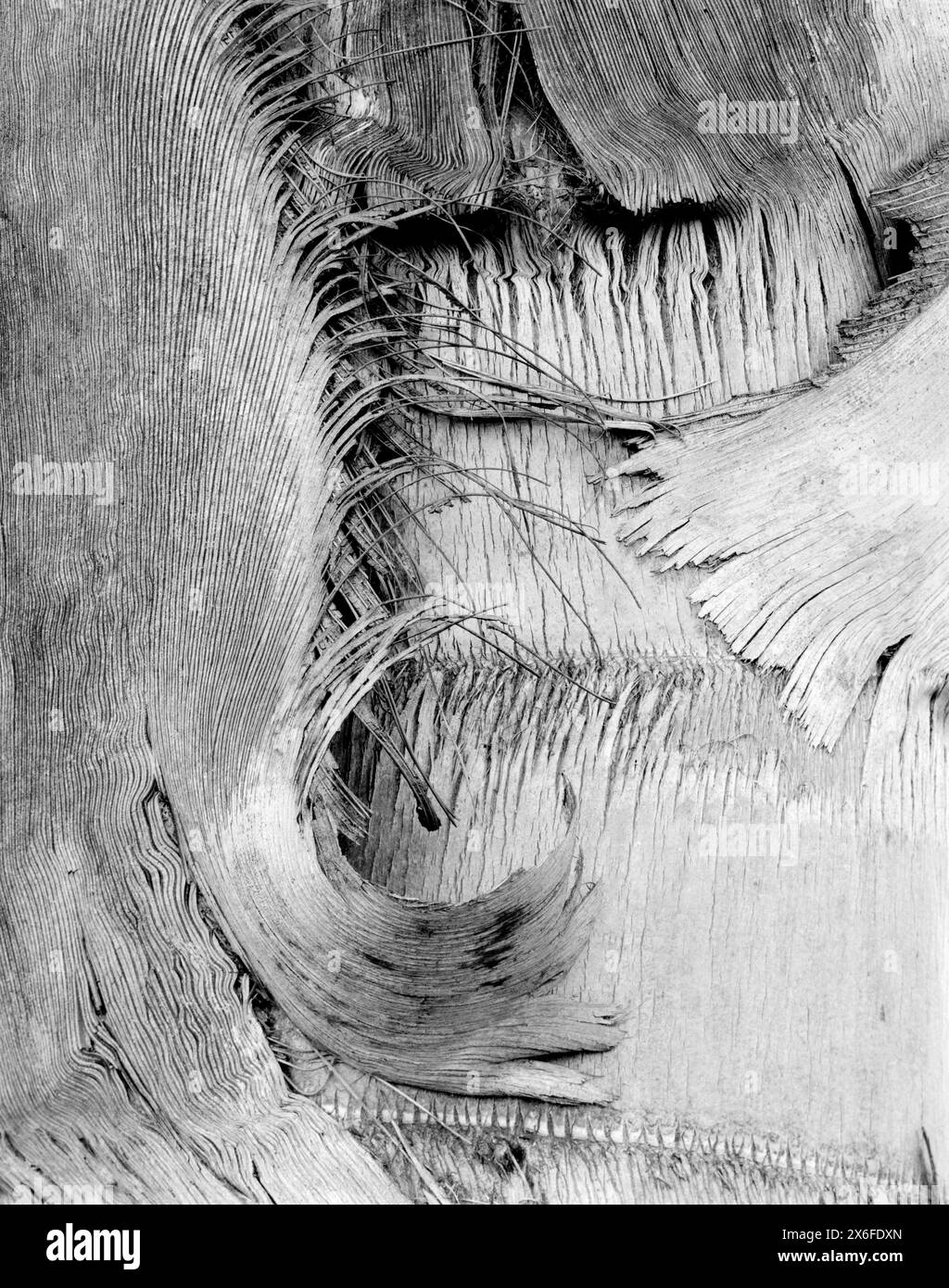 BW0178700.....CALIFORNIA Detail of desert fan palm (Washingtonia