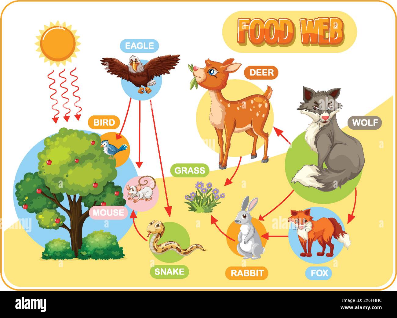 Depicts forest animals and their food relationships Stock Vector