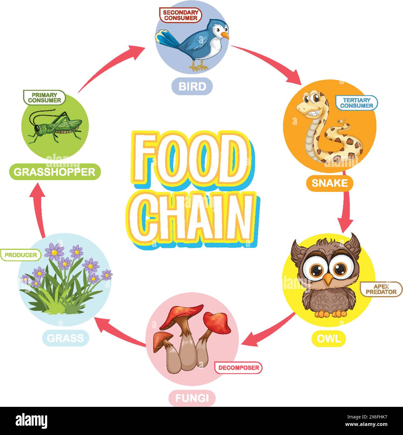 Food chain environment Stock Vector Images Biology Diagrams