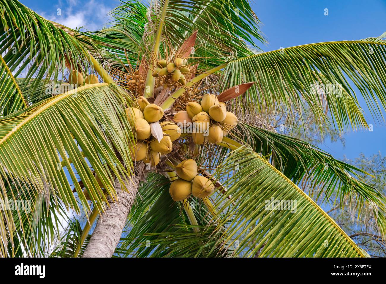 coconuts on palm tree against a blue sky background Stock Photo