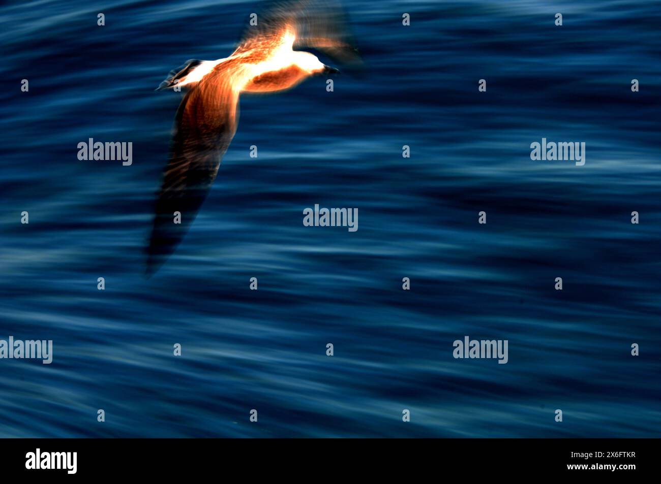 Long Exposure photo of a flying seagull taken during a sweeping motion to give the subject a 'spirit' looking appearance Stock Photo