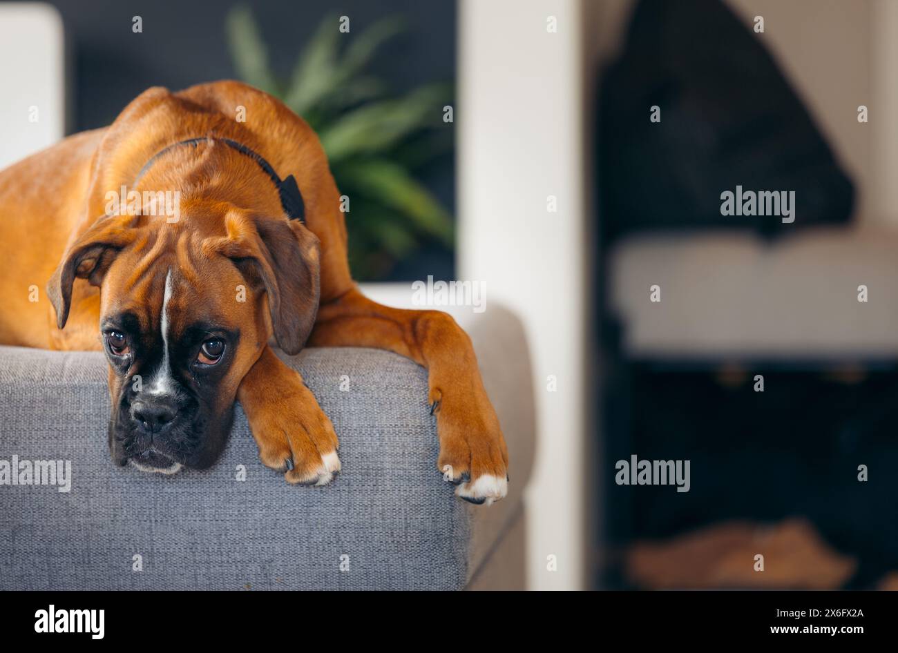 Boxer puppy looking sad on a couch Stock Photo