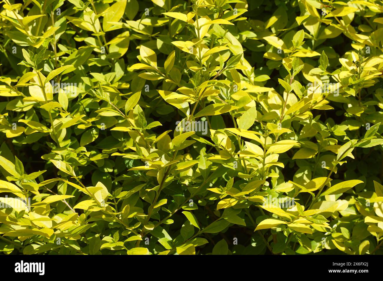 Closeup young green leaves of Ligustrum ovalifolium (Korean privet, California privet, garden privet, oval-leaved privet). Spring, May, Netherlands Stock Photo