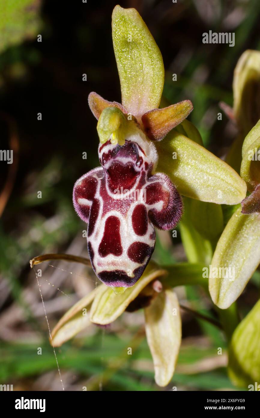 Flower of the Cyprus bee orchid (Ophrys kotschyi), in natural environment on Cyprus Stock Photo