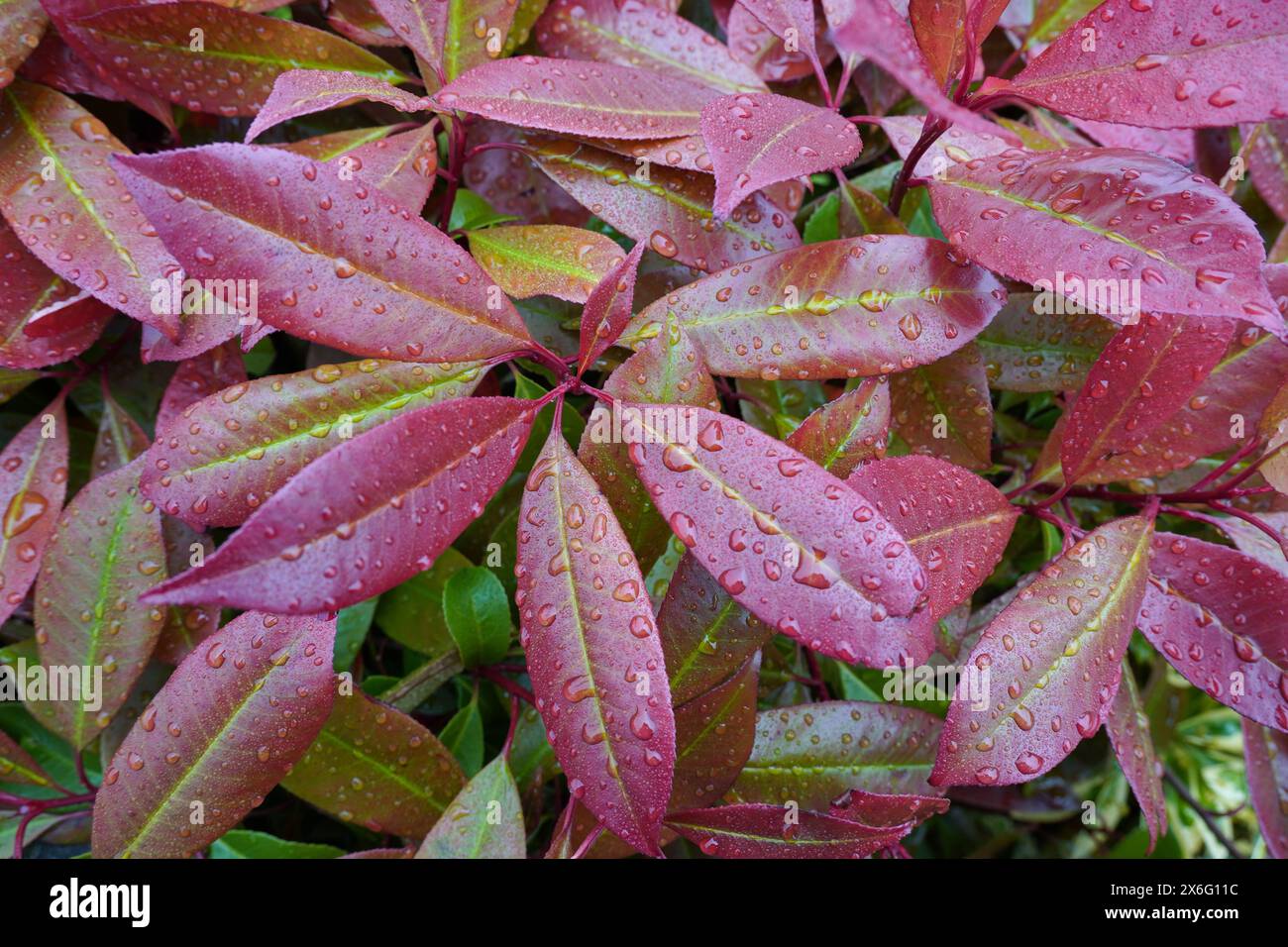 nature background. red and green plant leaves with water rain droplets ...