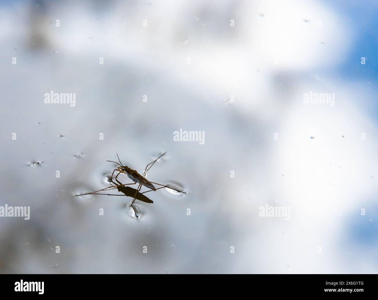 Skating Insect Reflection lake insect hi-res stock photography and images - Alamy