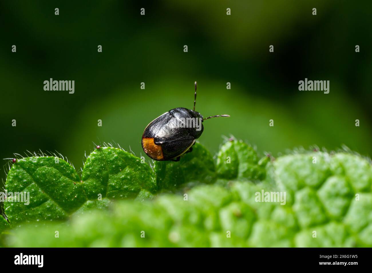 Bordered shieldbug Legnotus limbosus on nettle. Small black and white ...