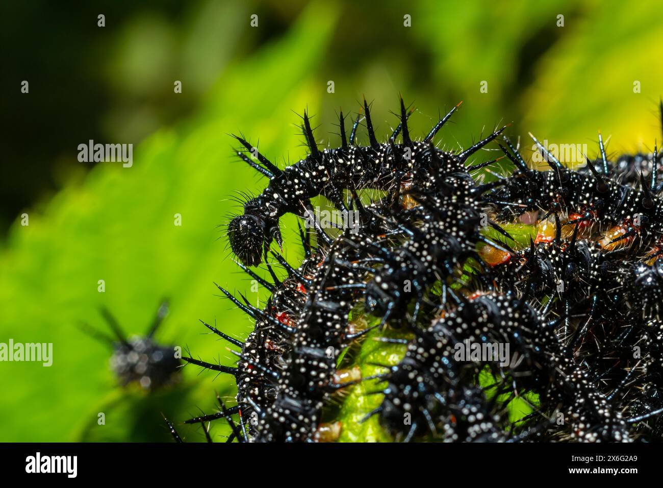 caterpillars of a European peacock butterfly on green leaves they feed on. Stock Photo