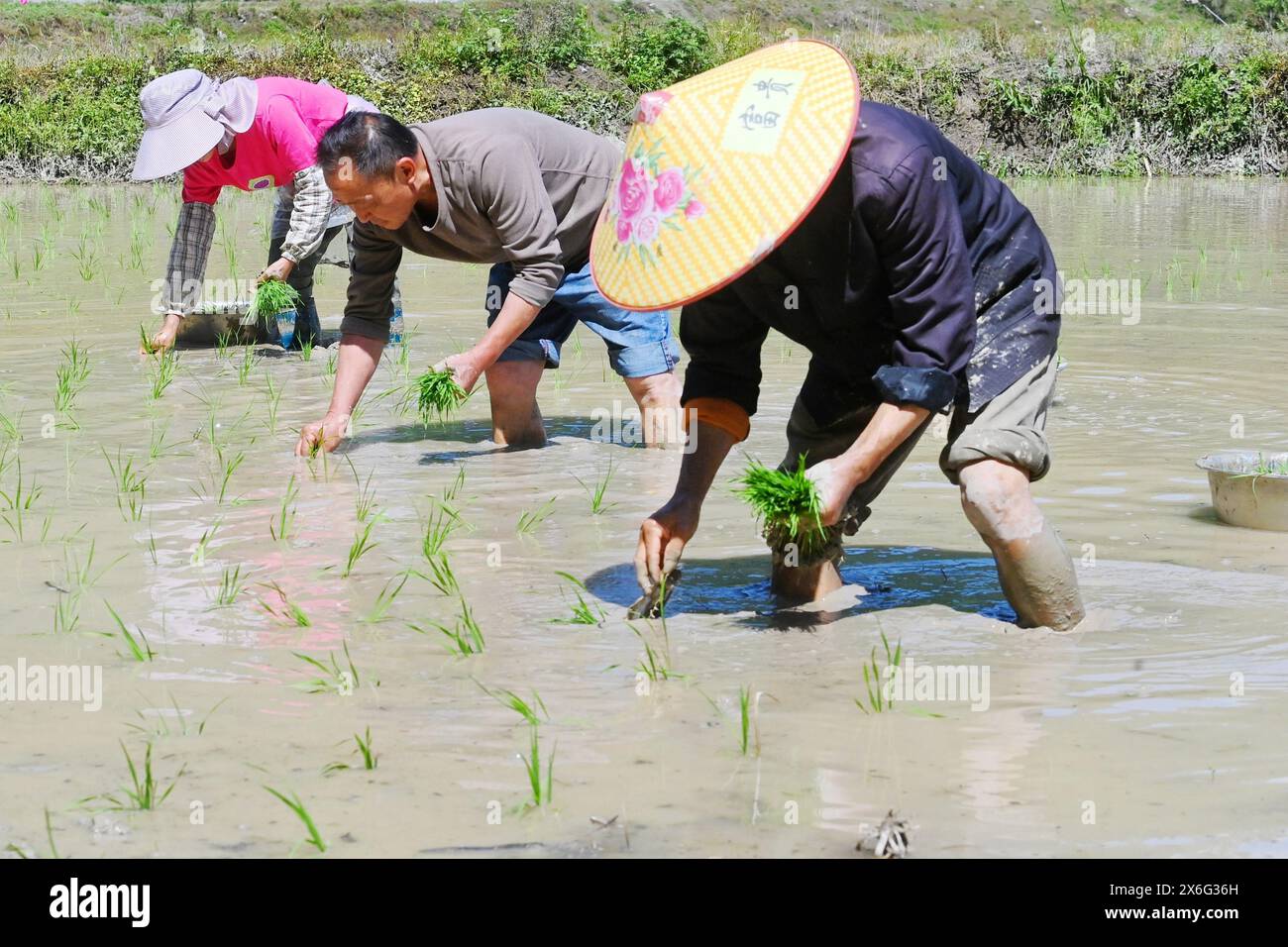 Aerial photos show villagers are busy planting rice seedlings in the ...