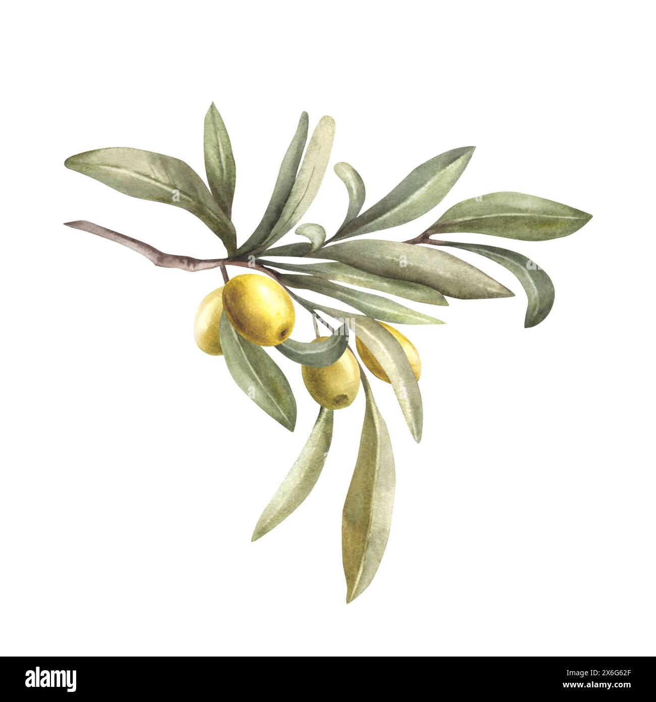 Watercolor olive tree branch with green leaves and berries, hand drawn ...
