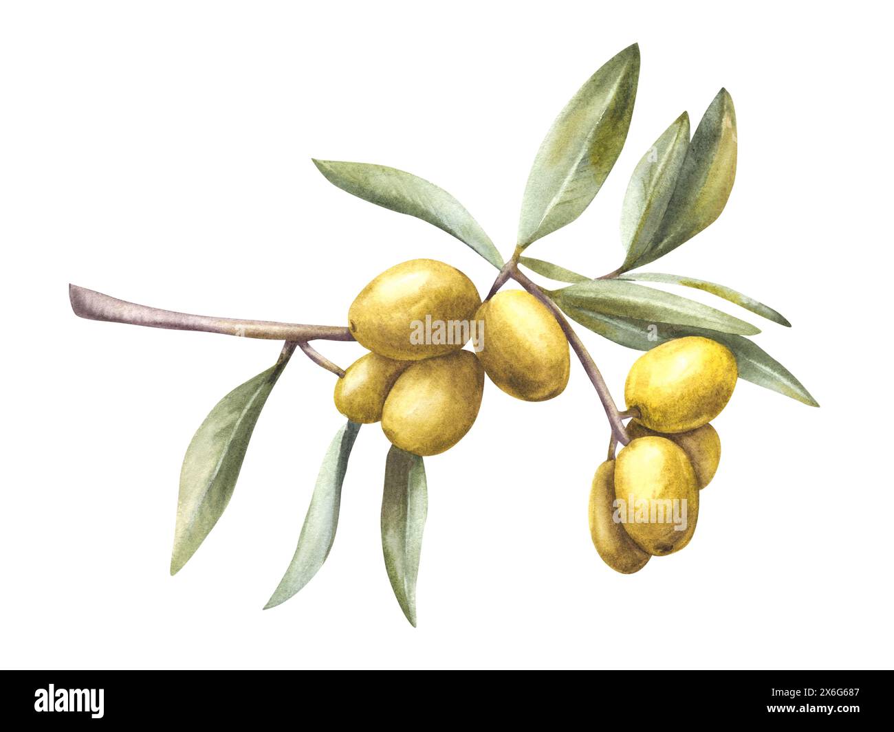 Olive tree branch with green leaves and berries. Watercolor hand drawn ...