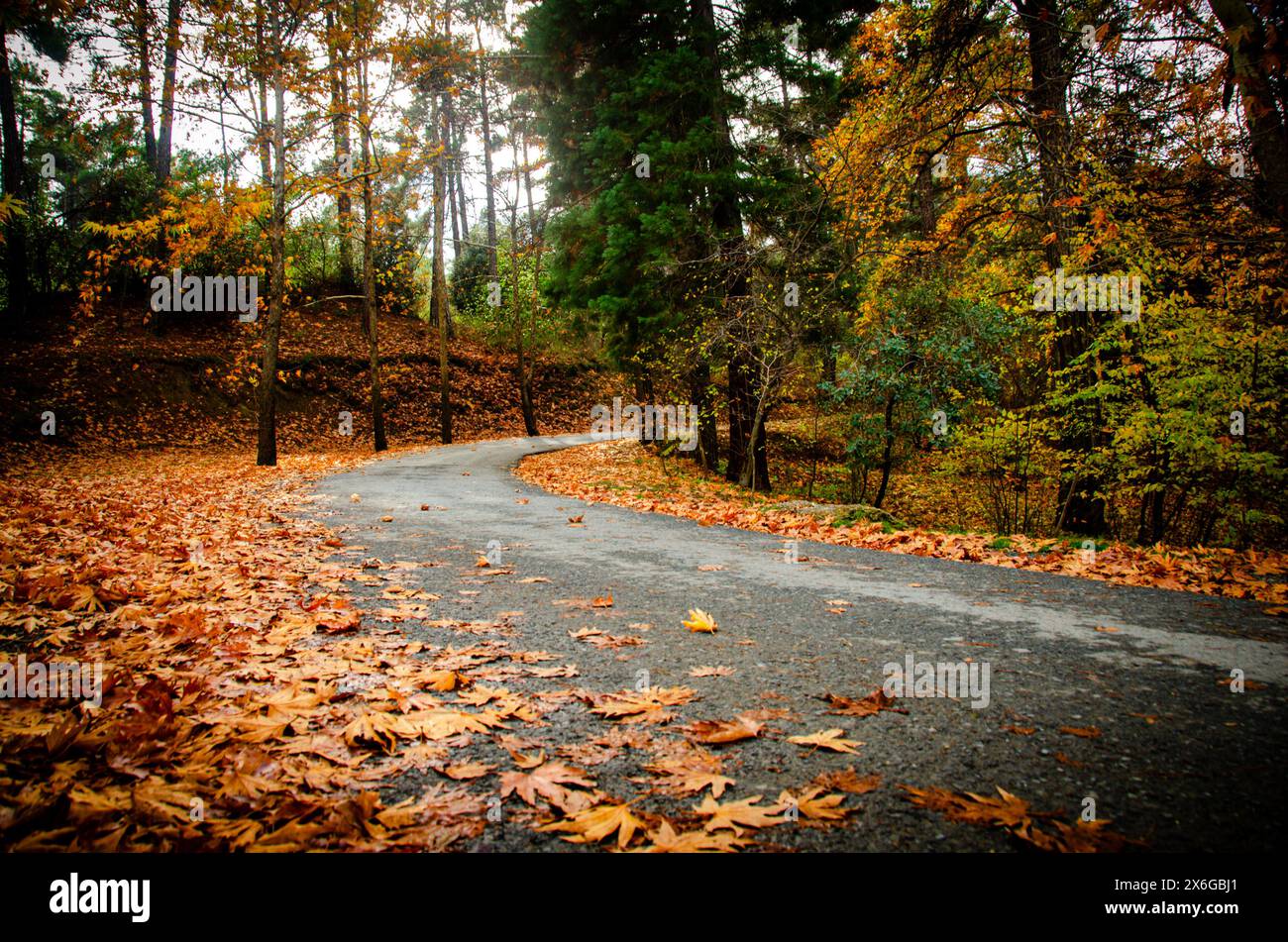 Curvy road in the countryside in autumn Stock Photo