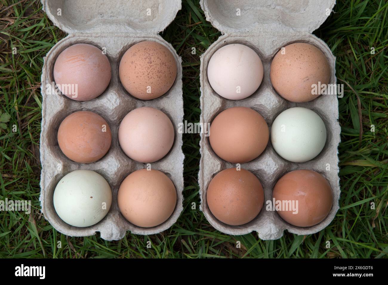 A dozen, twelve free-range eggs, ungraded showing different colours and sizes in a half a dozen cardboard egg box. Hampshire, England 2024 2020s UK HOMER SYKES Stock Photo