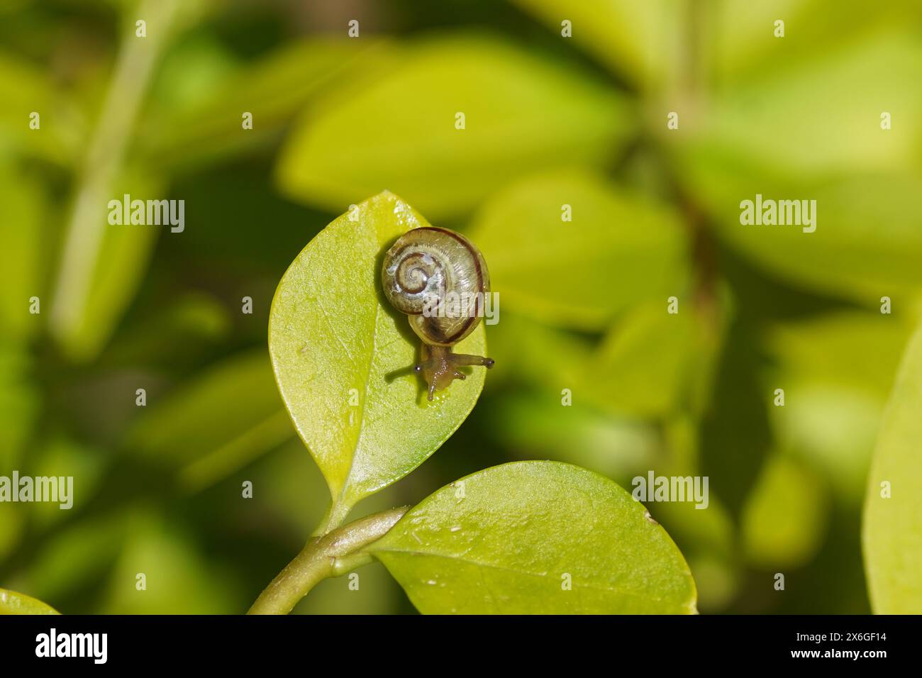 Close up immature snail probably Grove snail, brown-lipped snail (Cepaea nemoralis) on a leaf of privet Ligustrum ovalifolium. Dutch garden. Spring, Stock Photo
