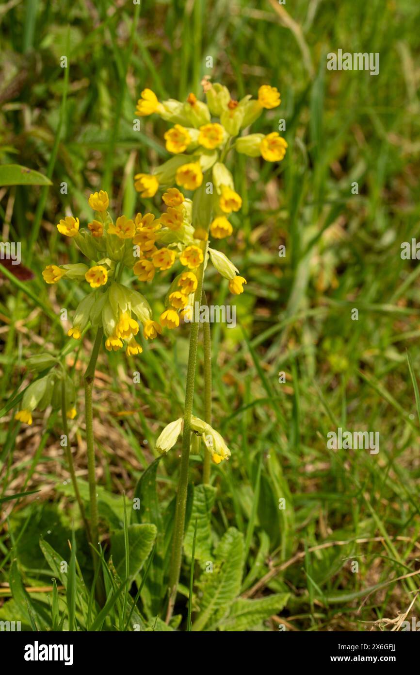 Natural close up flowering plant portrait of alluringly pretty Cowslips ...