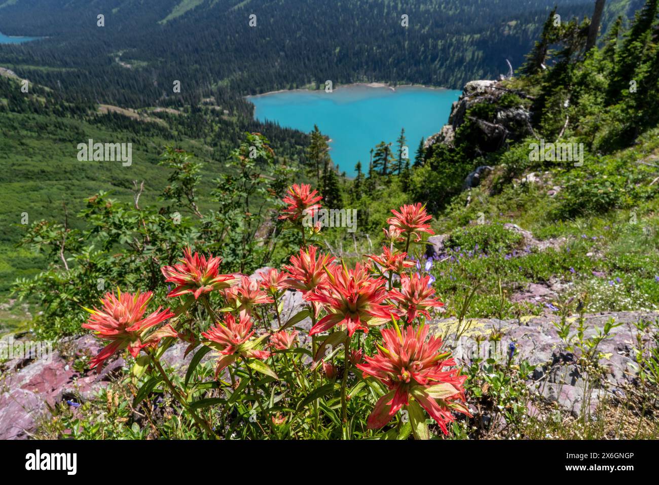 Grinnell glacier trail hi-res stock photography and images - Alamy