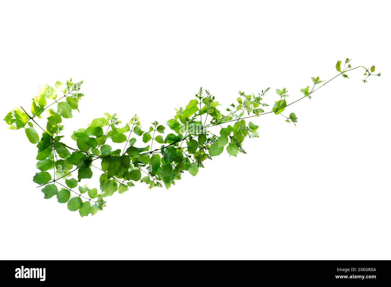 leaf vine isolates on a white background Stock Photo