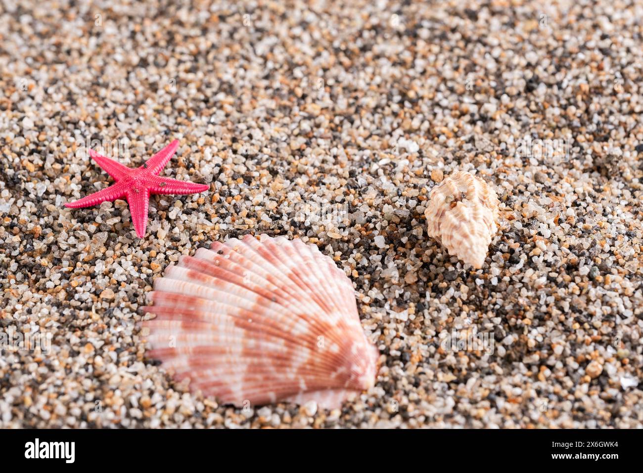 Seashells and red starfish on beach sand Stock Photo