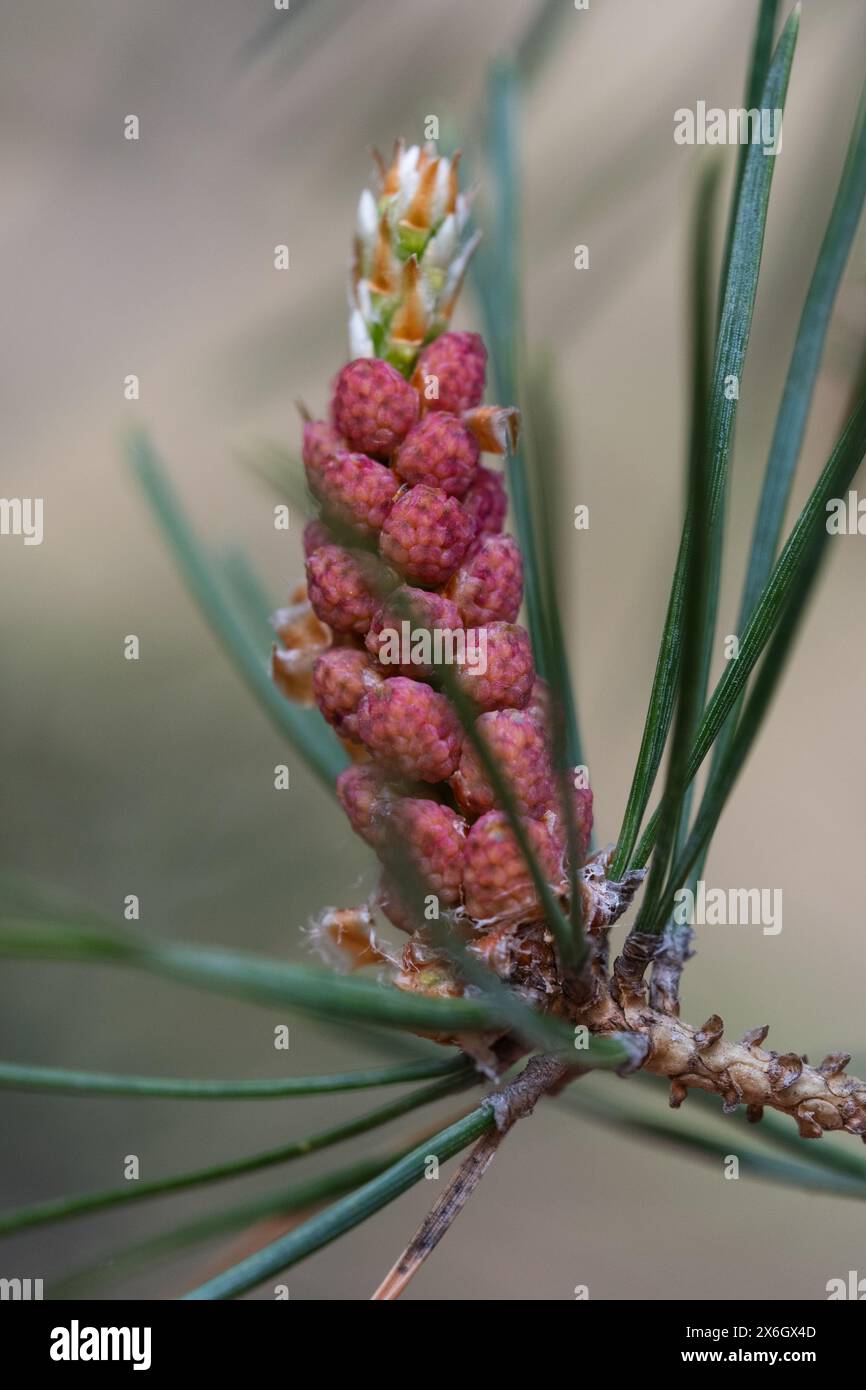 Close up young pine tree hi-res stock photography and images - Alamy