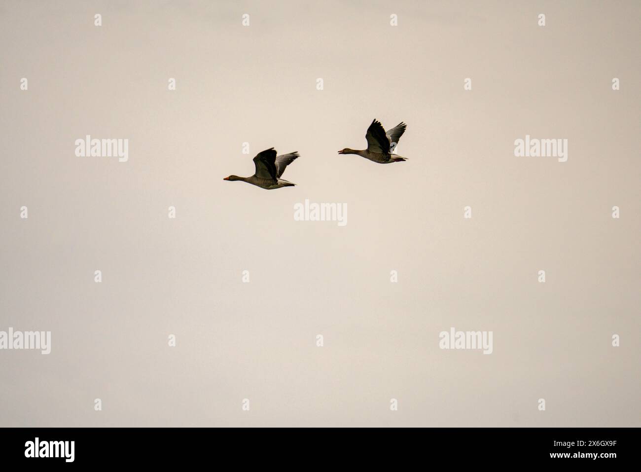 flying ducks, duck, wings, birds Stock Photo - Alamy