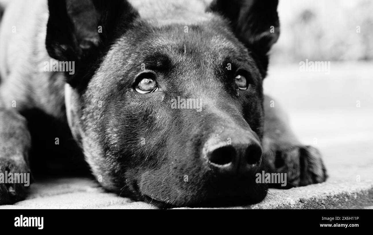 belgian-malinois-black-hi-res-stock-photography-and-images-alamy
