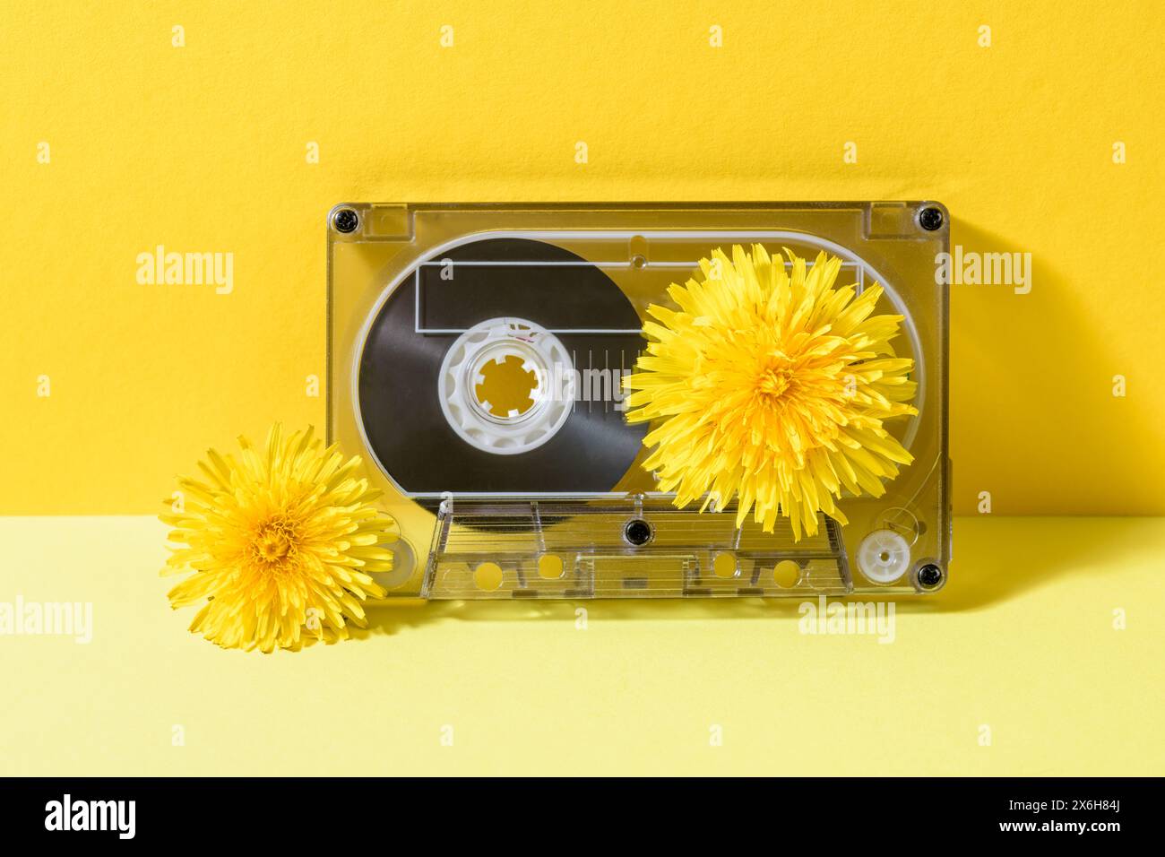 A vintage cassette tape with dandelion flowers in full bloom on a yellow background. Stock Photo