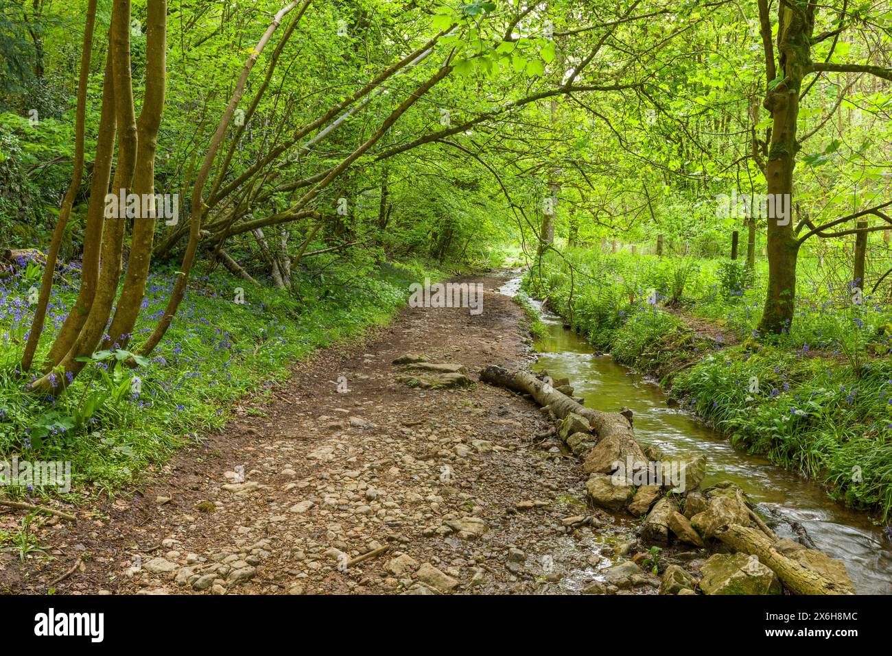 A stream and bridleway in woodland below Dolebury Warren in the Mendip Hills National Landscape, Somerset, England. Stock Photo