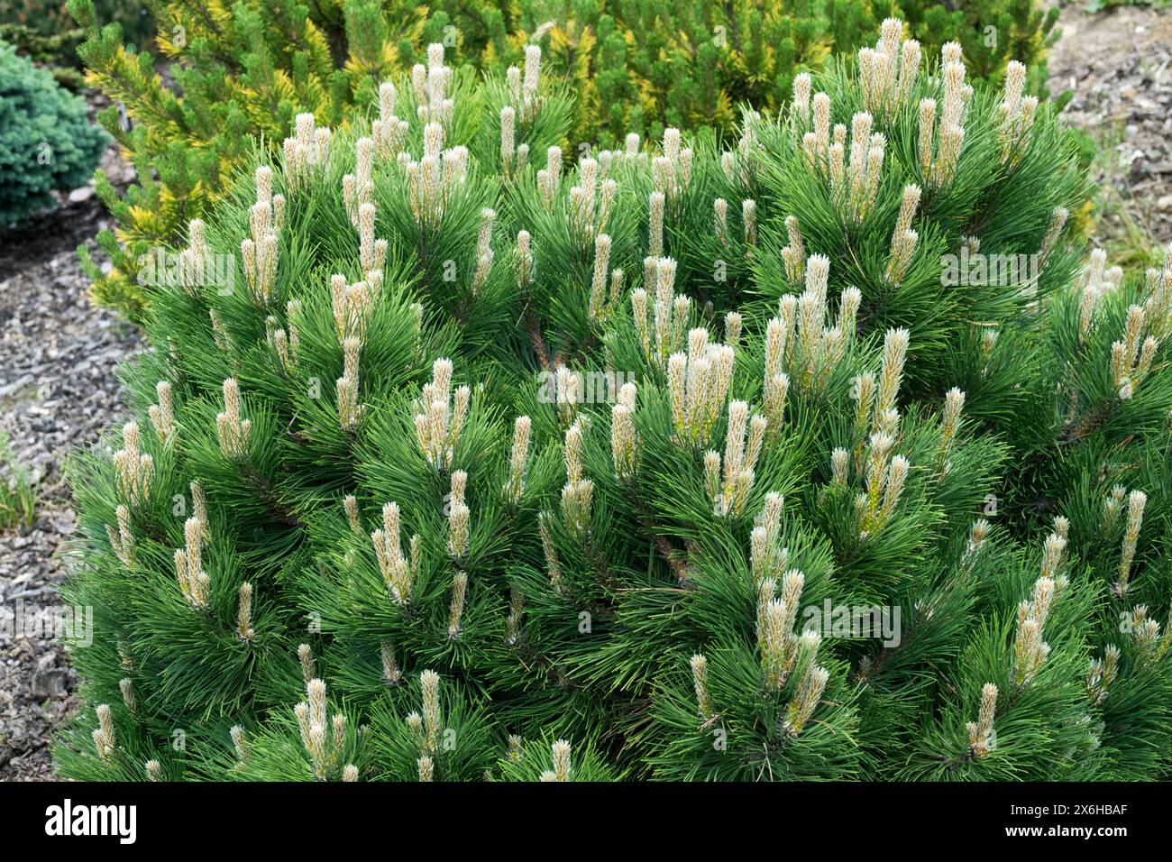 Pinus nigra 'Black Prince' Dwarf Tree Austrian Pine low European Black Pine in garden Stock Photo