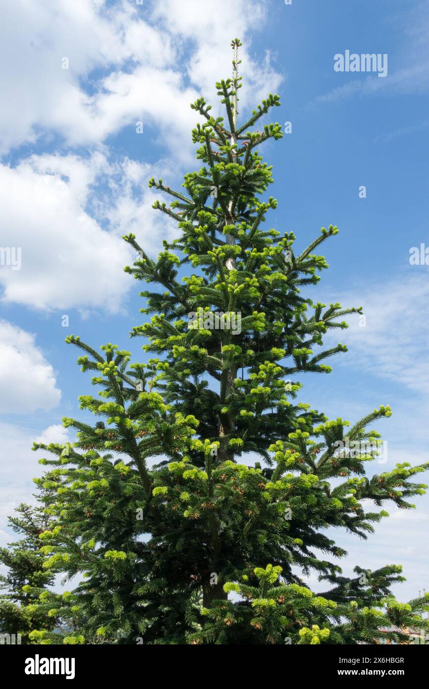 Abies nordmanniana 'Robusta' Tree Nordmann Fir, Conical Shape Shaped Stock Photo