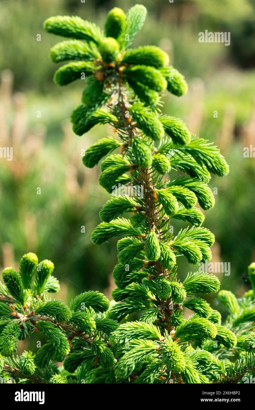 Picea mariana 'Ericoides' Tree, Black Spruce, Bog Spruce, Swamp Spruce, Conifer, Foliage, Pinaceae, Needles Stock Photo