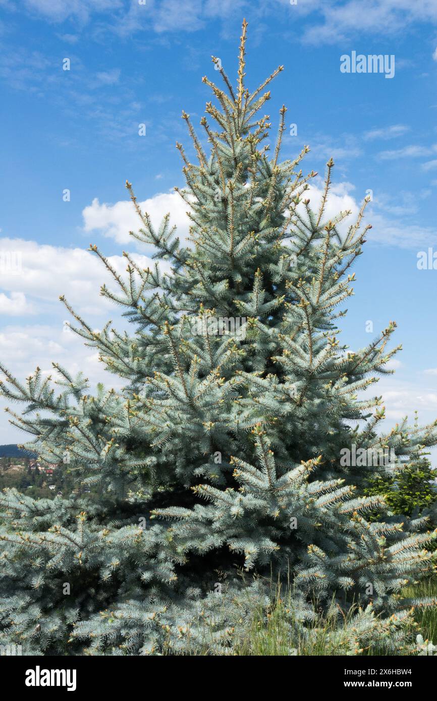 Picea pungens 'Blue Diamond'Tree Colorado Blue Spruce, Conifer Conifers, Silver Spruce Stock Photo