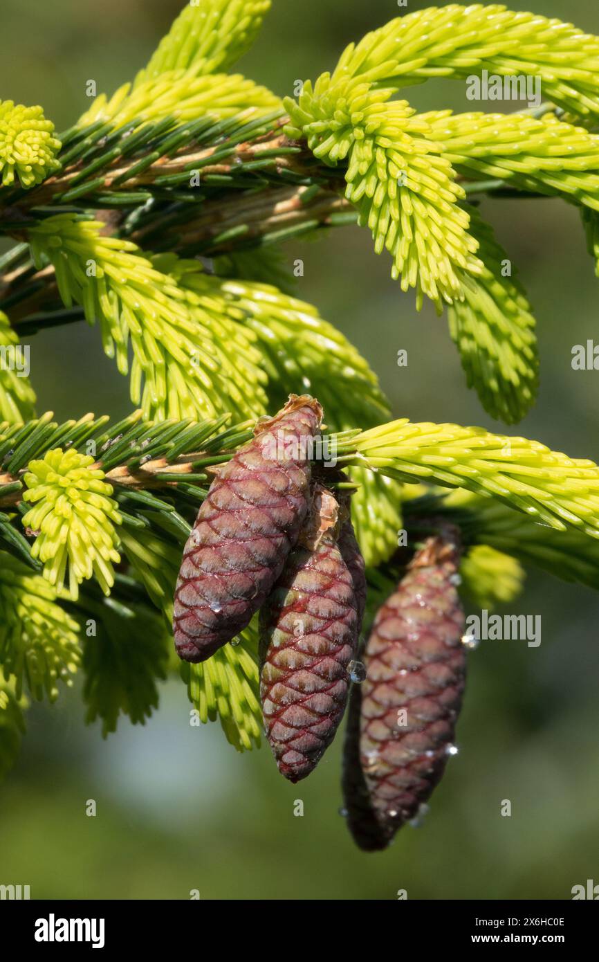 Picea orientalis 'Aurea' Cone Female Cones, Oriental Spruce, Caucasian Spruce, Conifer Stock Photo