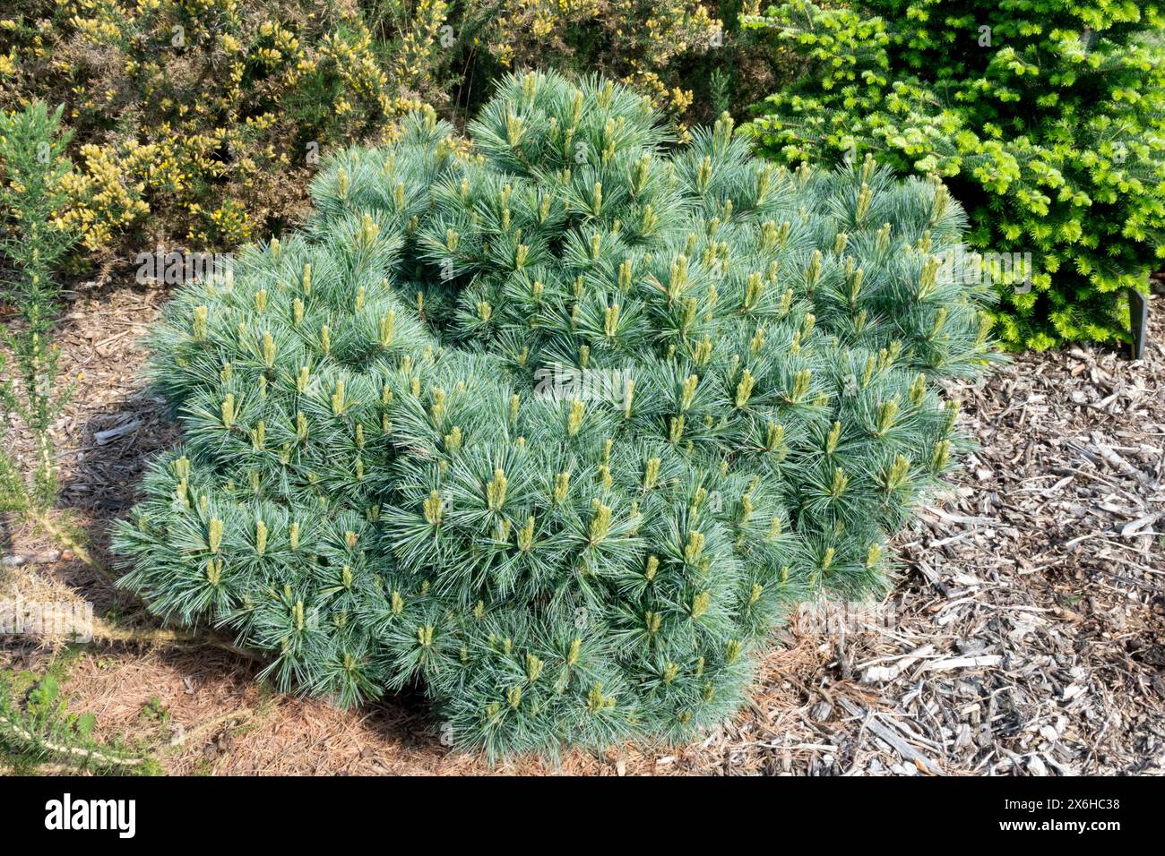 Pinus strobus 'Mary Butler'  Pinus Dwarf Tree Dense, Conifer Low Form, Weymouth Pine in Garden Stock Photo