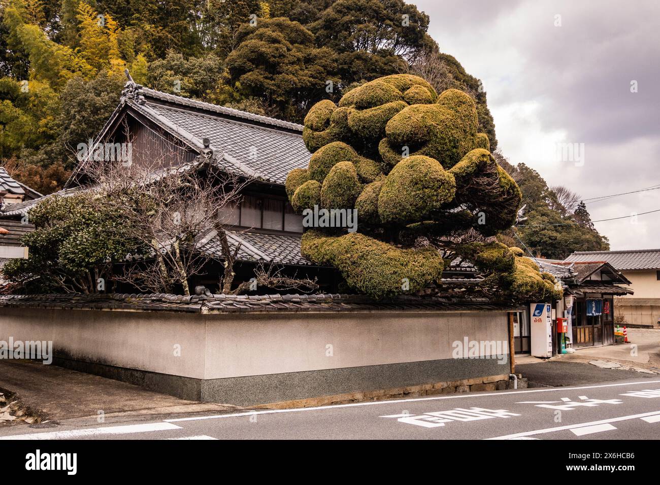 Bonsai house hi-res stock photography and images - Alamy