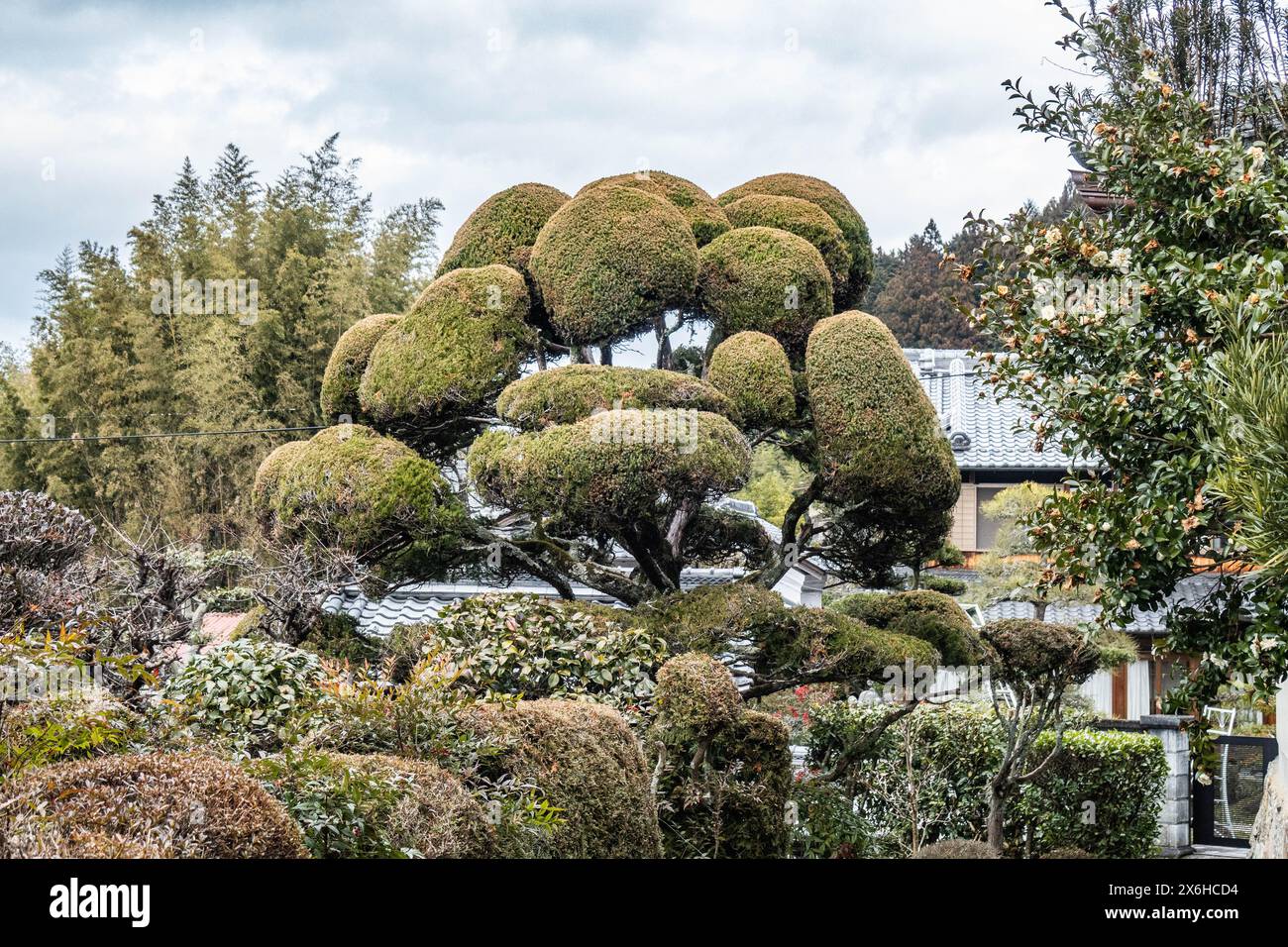 Bonsai house hi-res stock photography and images - Alamy