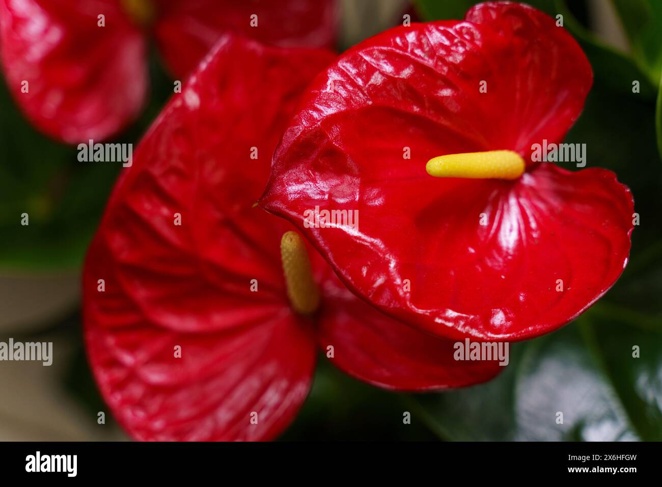 Intricate arrangement of blossoms hi-res stock photography and images -  Alamy
