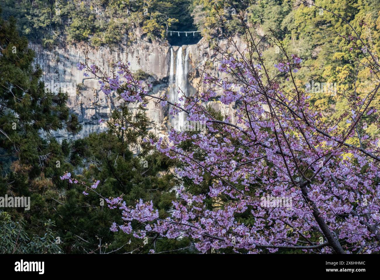 Cherry Blossom at Nachisan, Wakayama, Japan Stock Photo