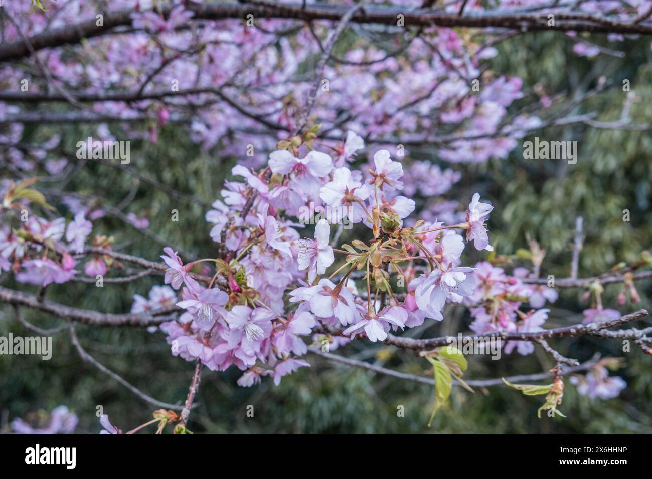 Cherry Blossom at Nachisan, Wakayama, Japan Stock Photo